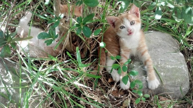 CBA多支球队加强后备力量培养,cba后勤