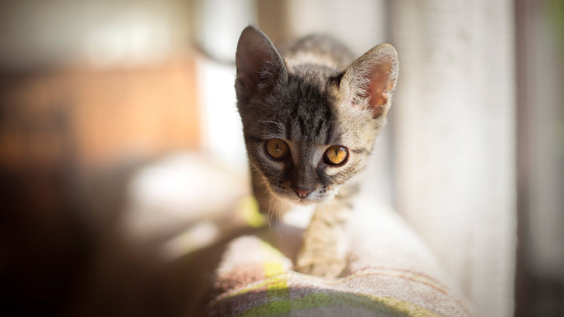 KAIYUN 中国大陆-体育新闻中心深化体育赛事数据智能分析应用，最新的体育赛事新闻稿