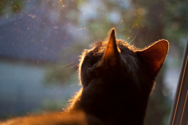 比赛节奏对球迷观感是否有显著影响,比赛节奏的概念