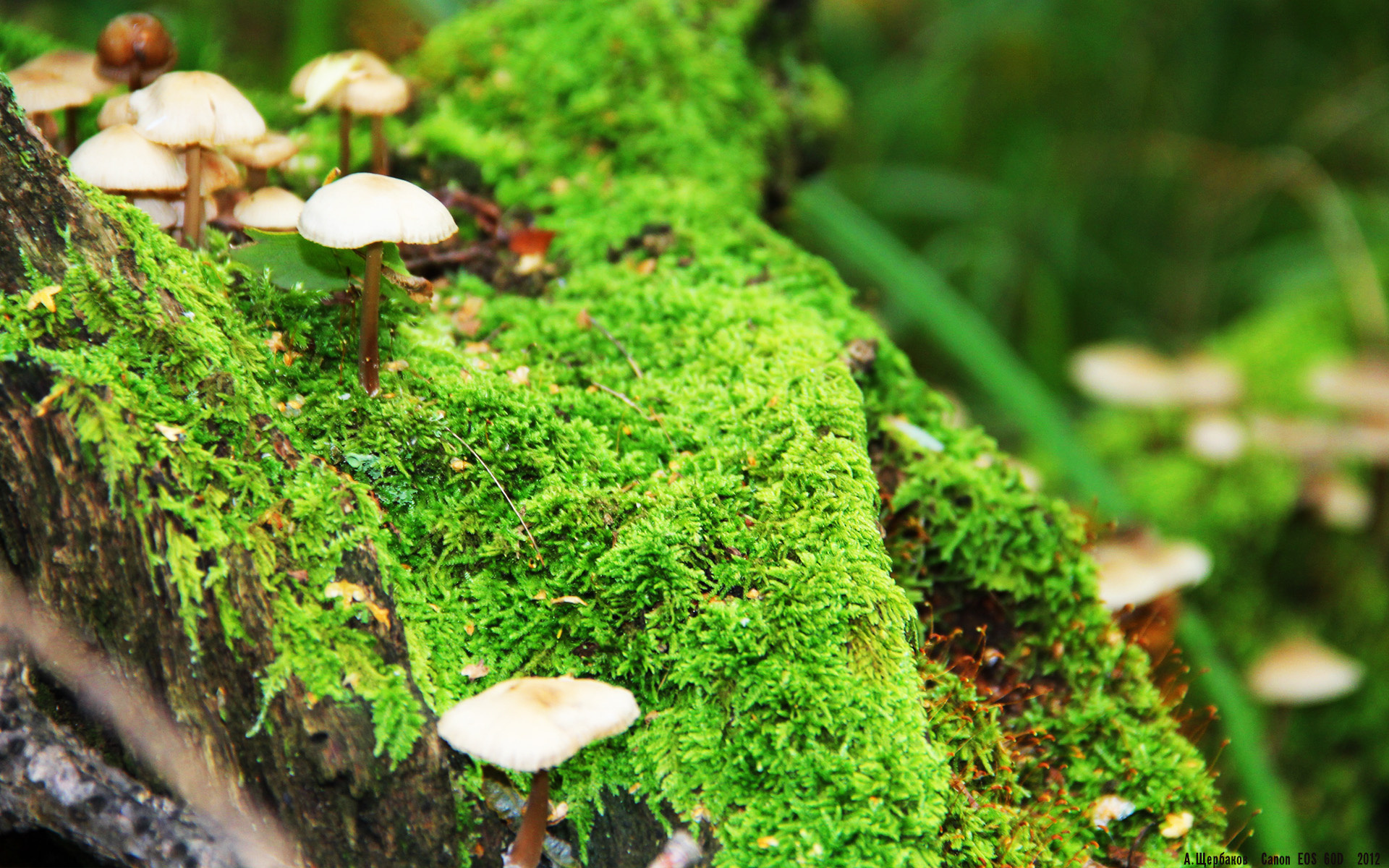 罗马尼亚队未来发展:如何借助国际乒乓赛事提升整体实力,罗马尼亚乒乓球怎么样