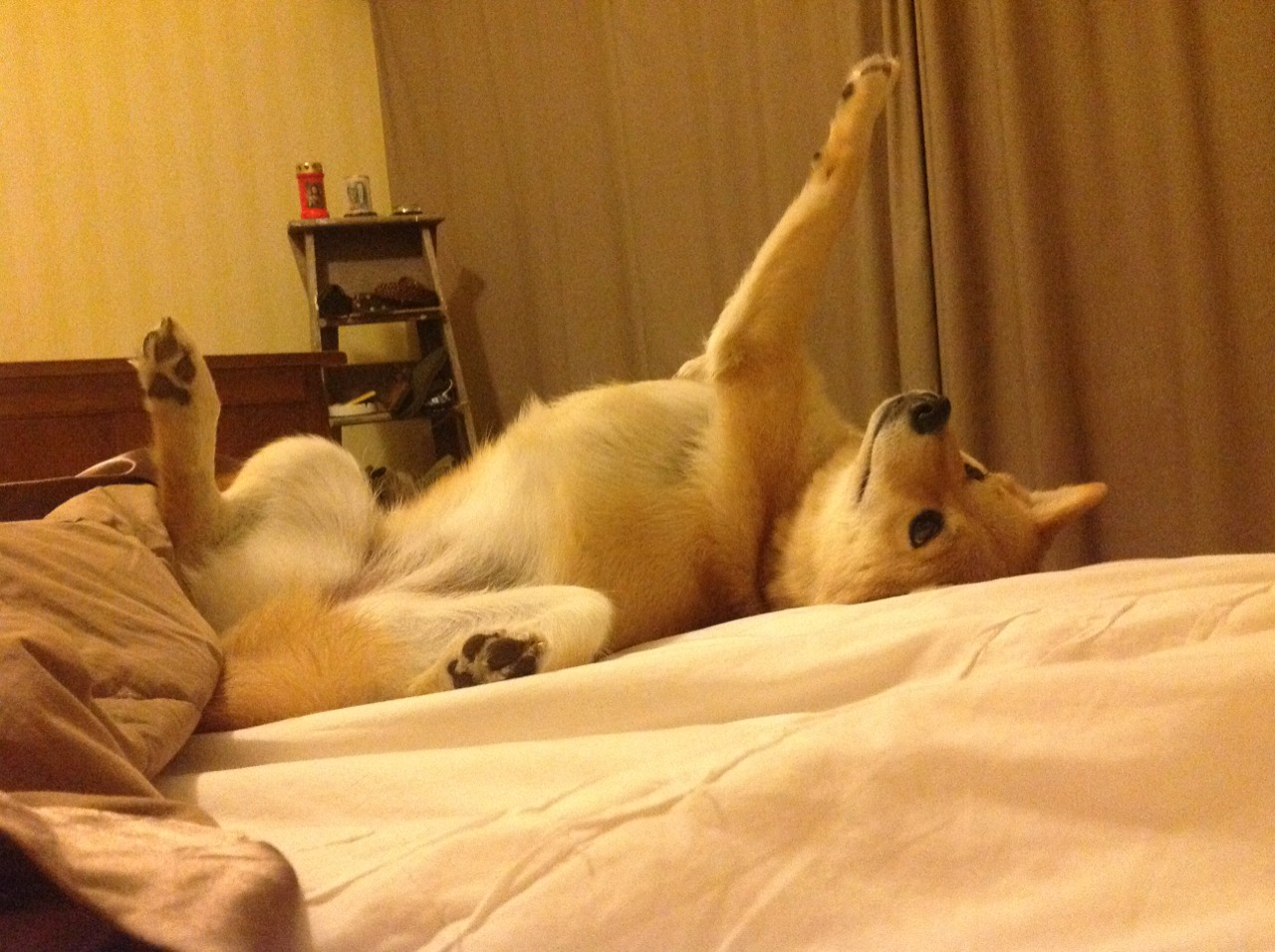 职业球员技术环节缺乏高仿真训练模拟,职业球队训练方式