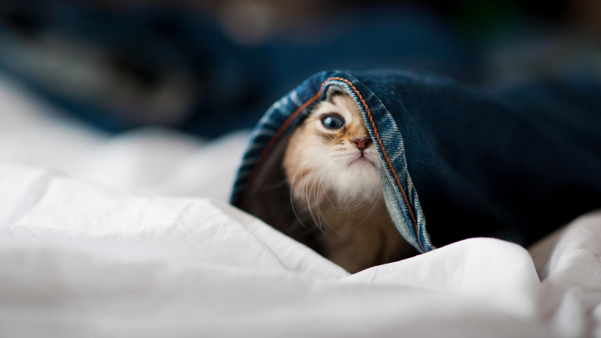 开云官方网页登录-赫塔菲门将高接低挡力保球门不失，赫塔菲最近战绩