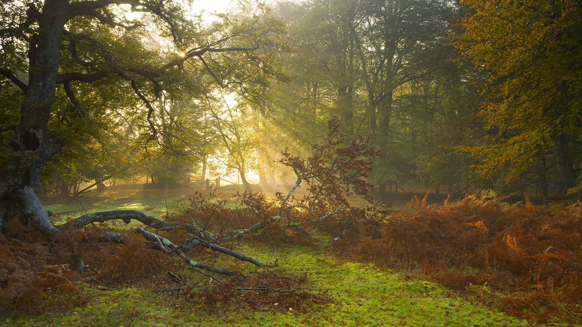 世界杯精彩集锦:每一瞬都令人心跳加速!,世界杯经典镜头