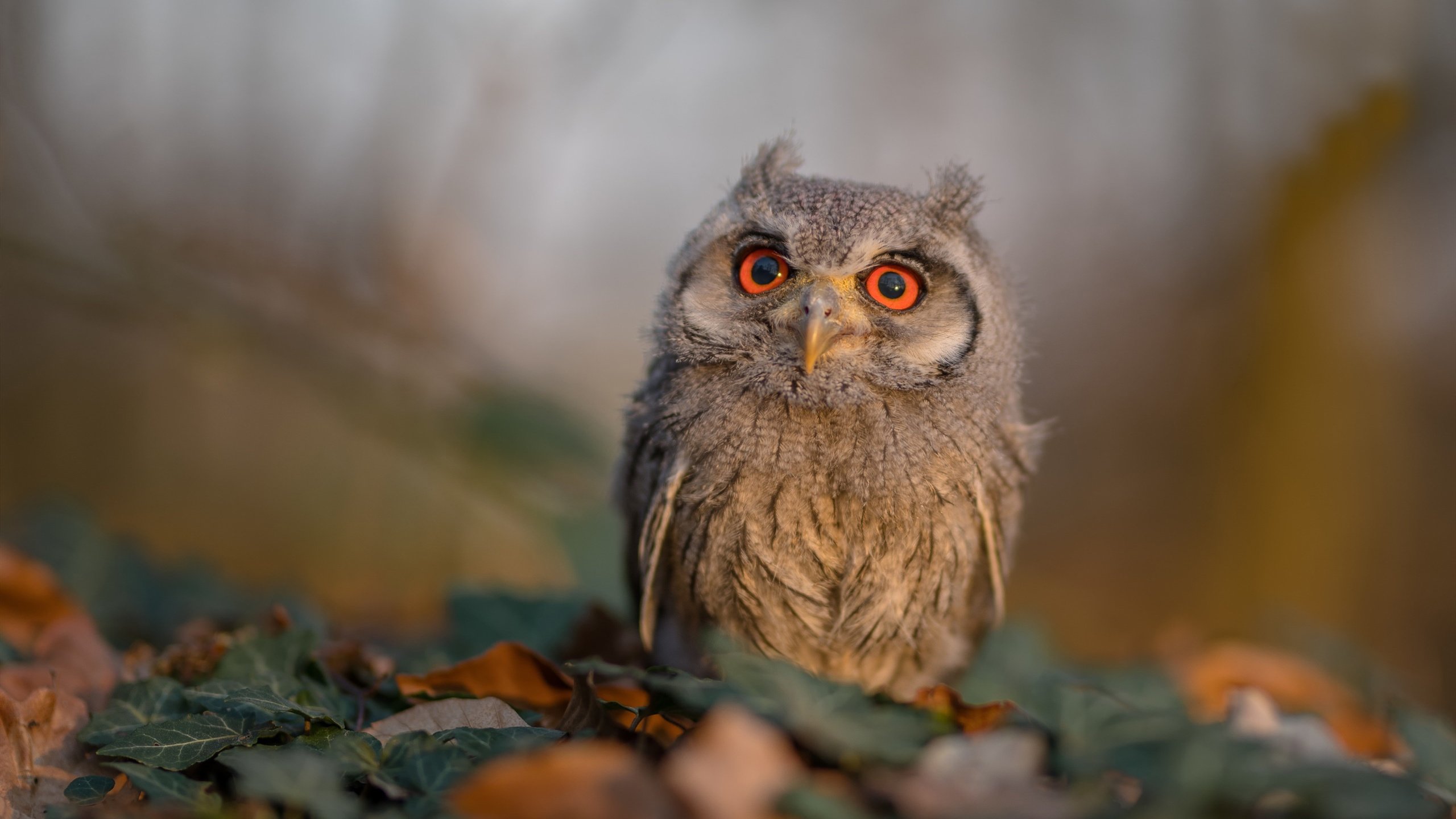 Kaiyun官方登录入口-中立代表队B混合4×100米自由泳接力决赛亮相，男女混合4×50米自由泳接力