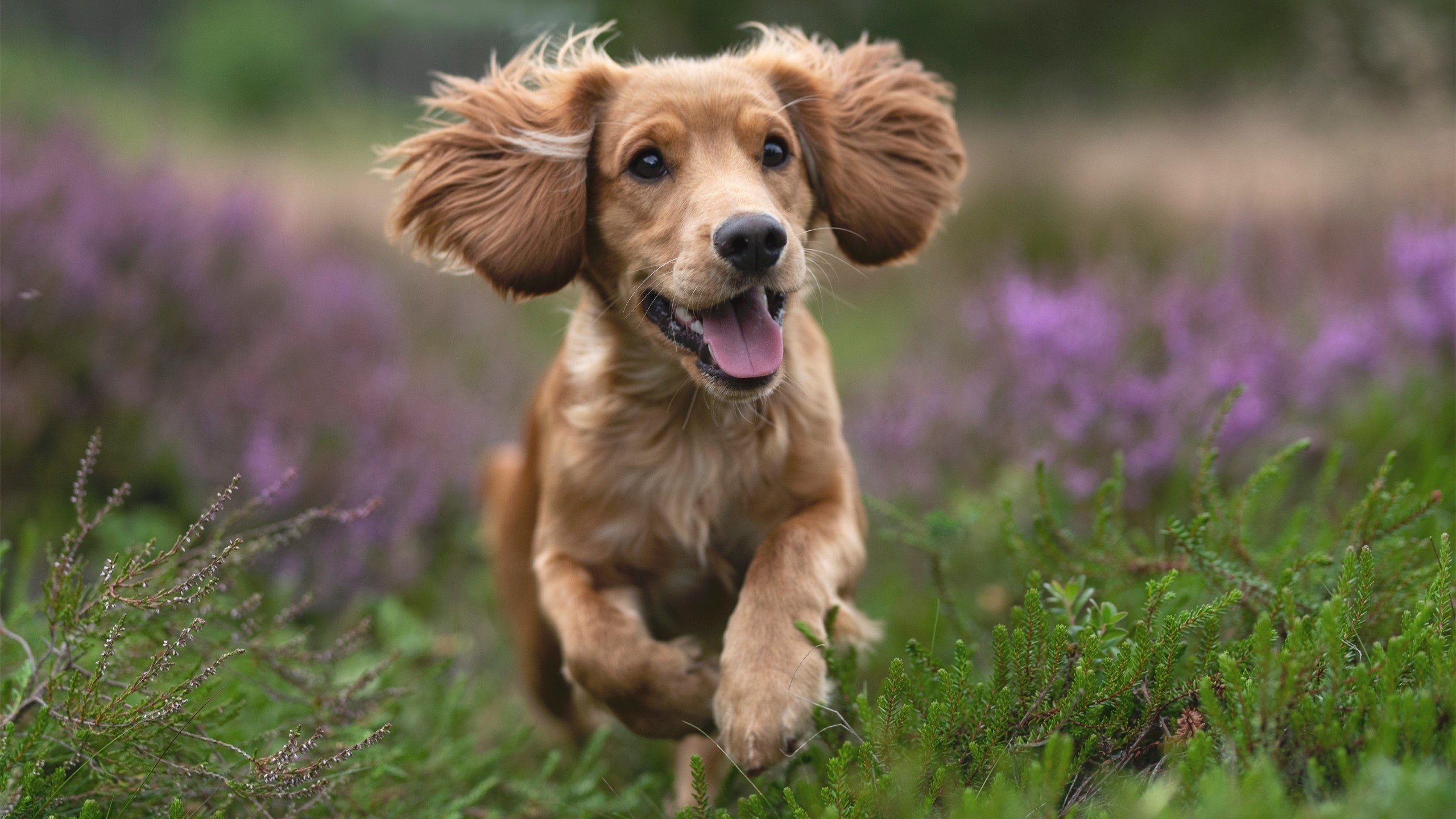 体育新闻中心通报联合办赛审批流程简化改革,体育比赛联合队是什么意思