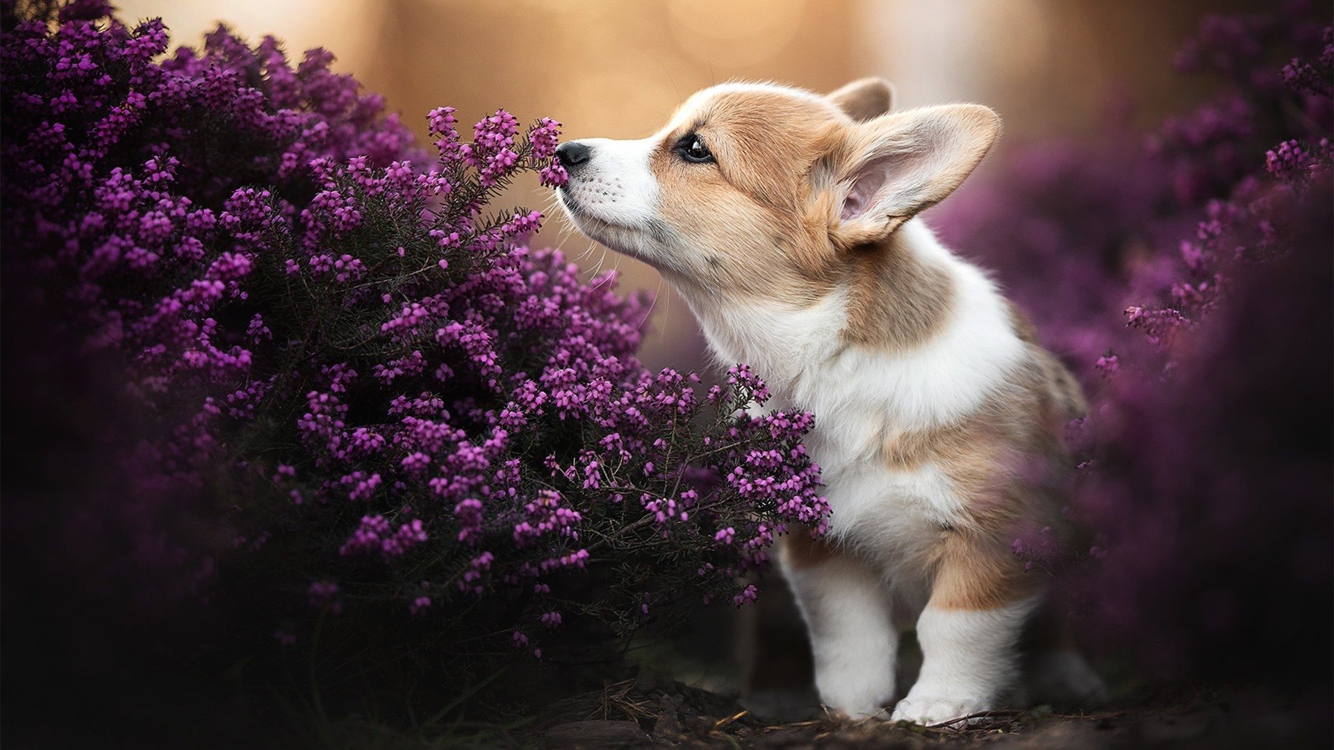 意甲速度与技术:极速突袭引爆全场!,极速意甲直播