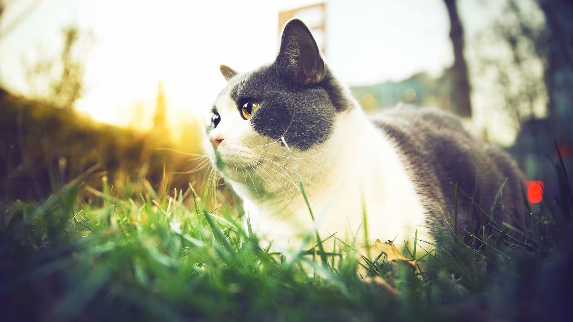 开云官网APP下载-政府体育政策助推威尔士橄榄球发展，威尔士橄榄球联盟