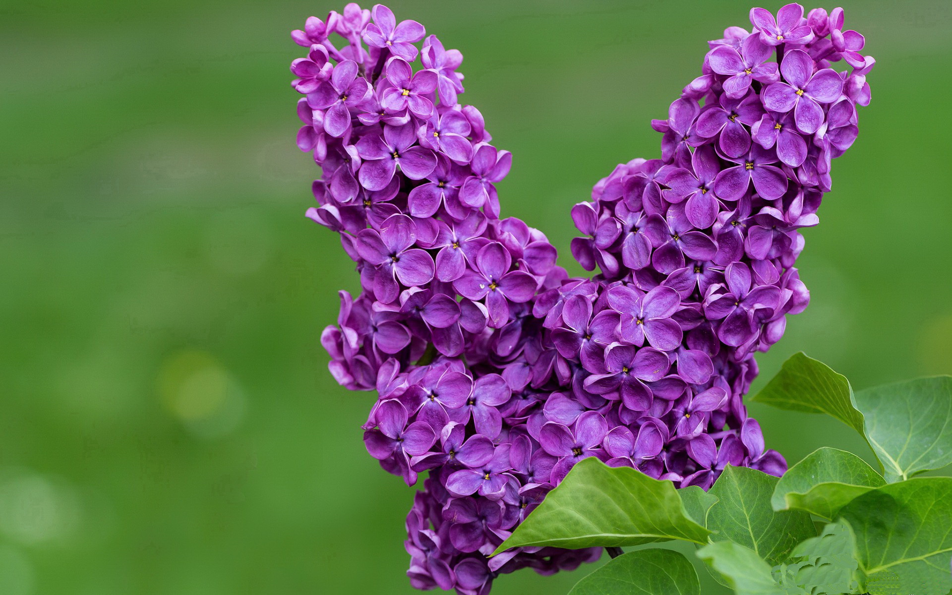 独行侠助教称年轻球员已具核心潜力,独行侠球队的球员