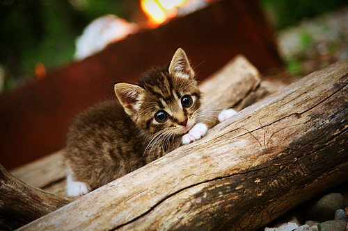 kaiyun中国官方网站-中国足球联赛管办分离试点成效与挑战，中国足球管理机构